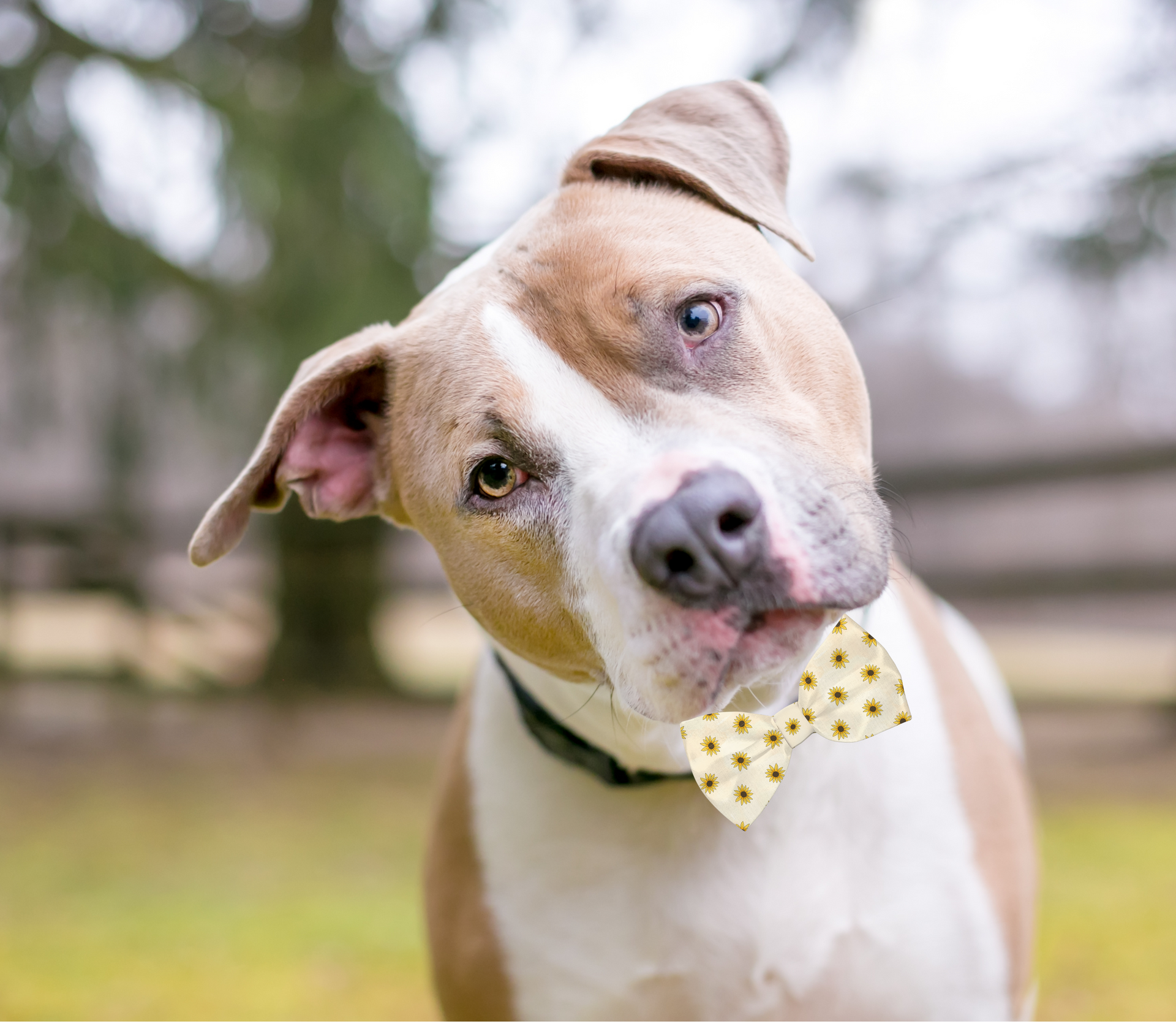 Pet Accessories - Sunflower Dog Bow Tie