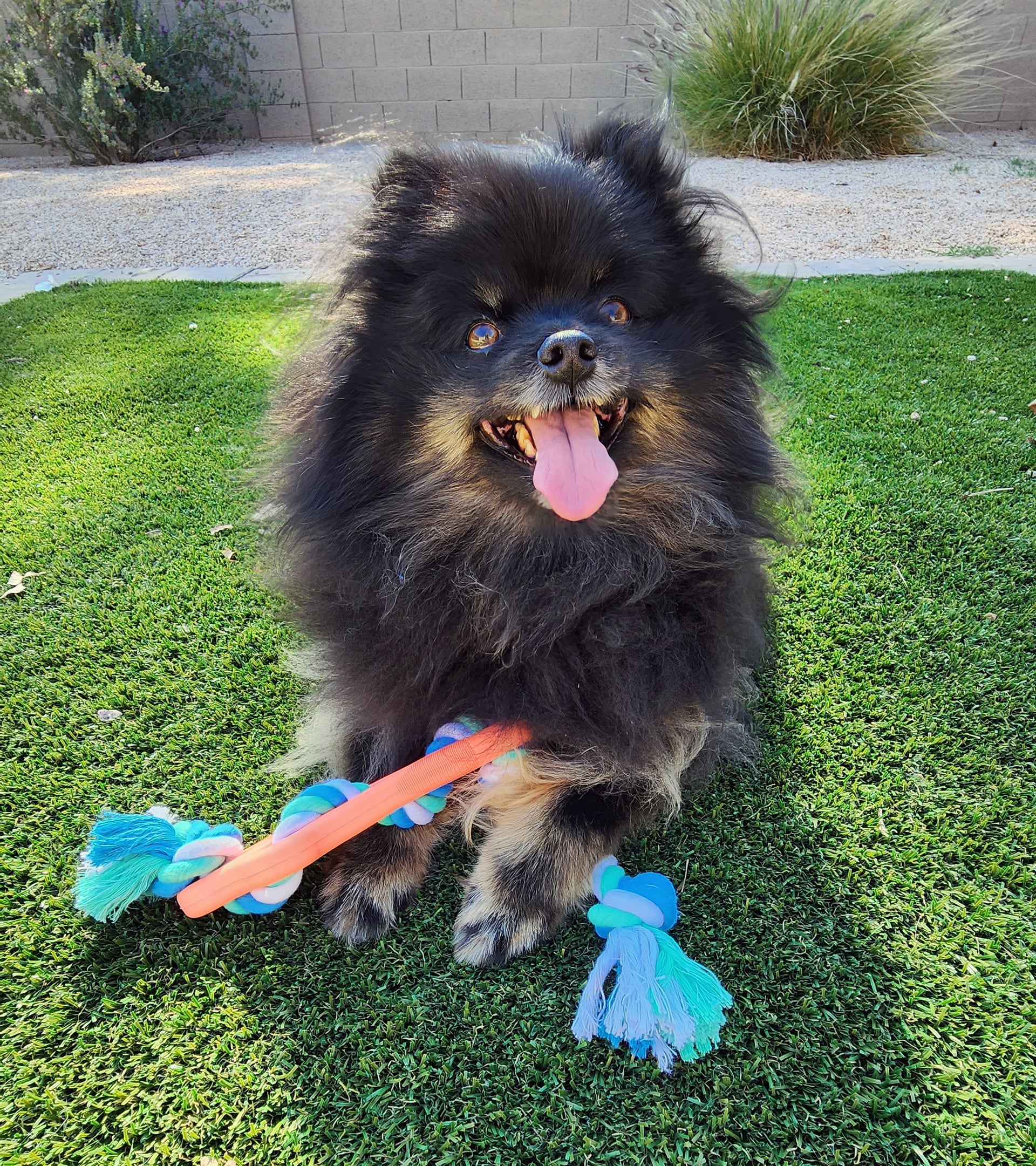 dog smiling and panting after playing with rubber blue chew toy