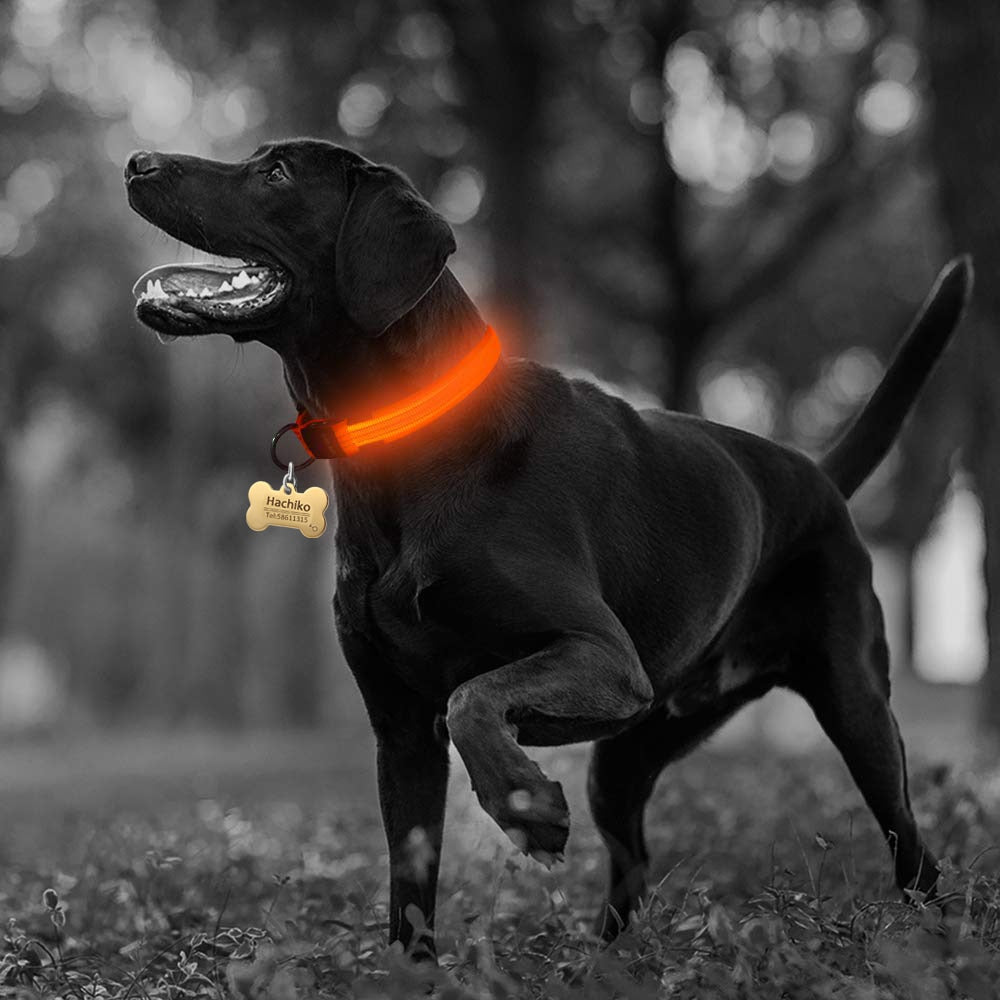 A dog wearing a red nylon LED collar that is illuminated.