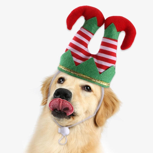 Happy dog in Christmas striped elf hat ready for holiday celebration