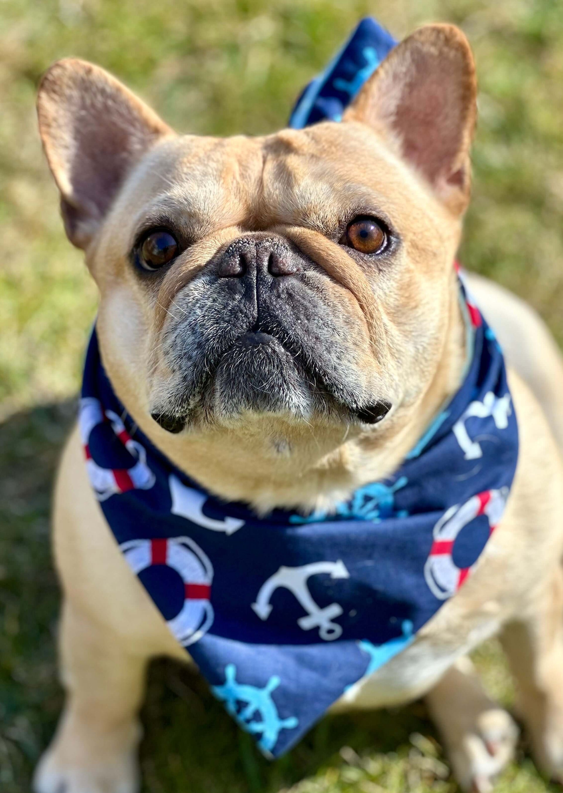 Nautical dog bandana summer on a French Bulldog with a stylish sailor print, perfect for summer beach outings.