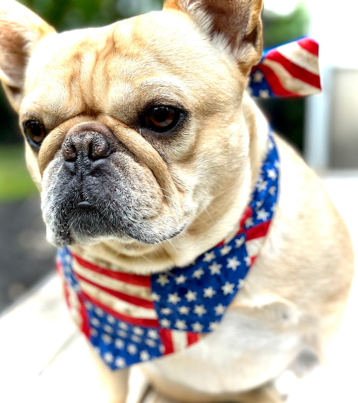 American flag dog bandana on small dog
