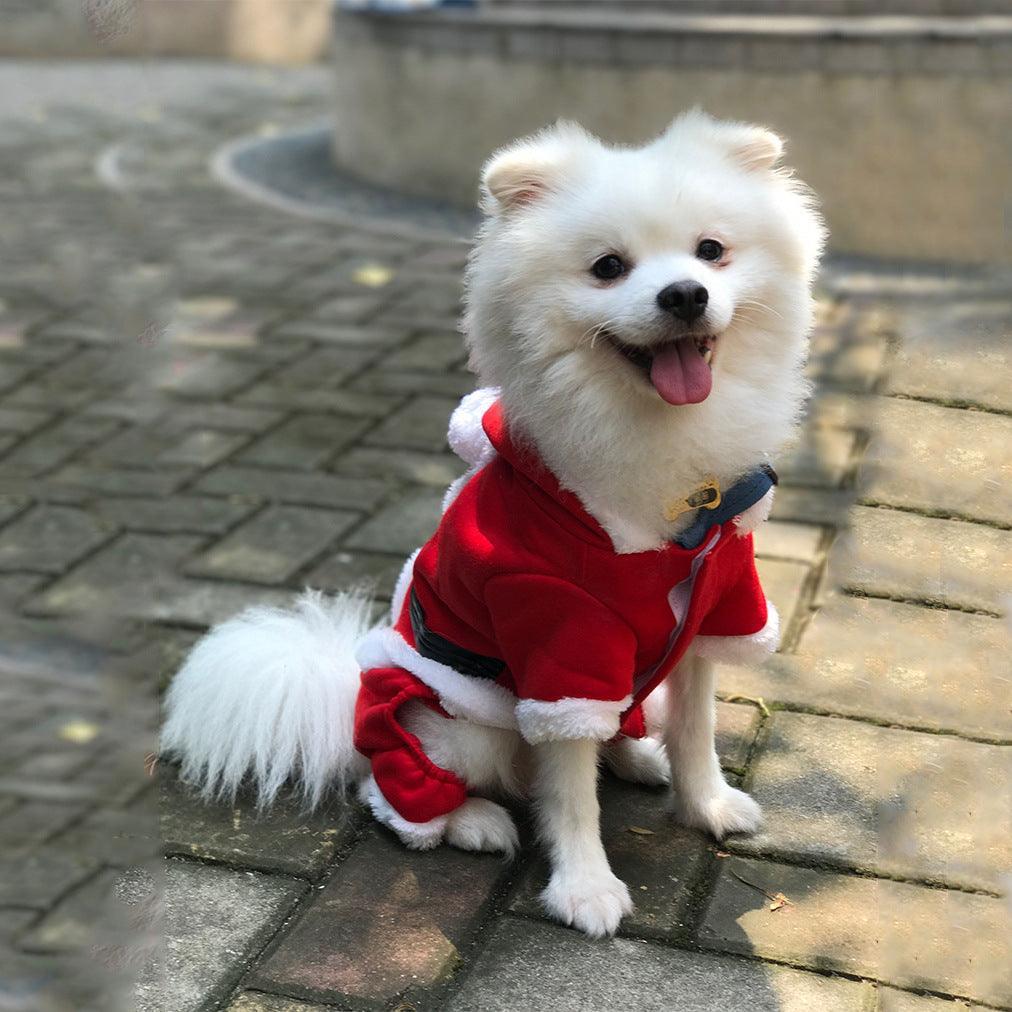 Small white dog wearing red Santa Christmas sweater outdoors