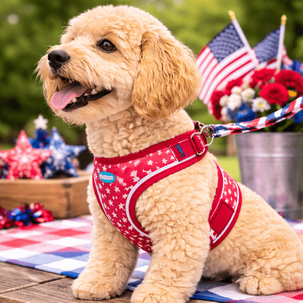 goldendoodle wearing red glow in the dark star dog harness with patriotic americana background