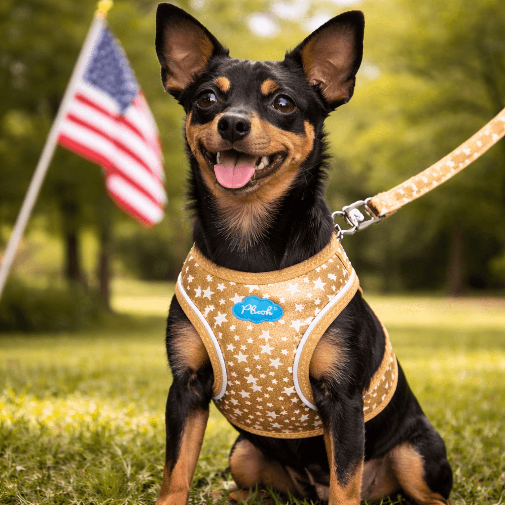 miniature pinscher wearing gold glow in the dark star dog harness in park with American flag background
