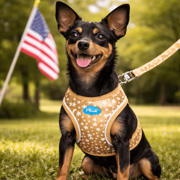 miniature pinscher wearing gold glow in the dark star dog harness in park with American flag background